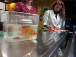 Free Pet Fish Exams Only This Monday February 10th!