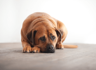 Over-the-Counter Medications for Anxiety in Dogs