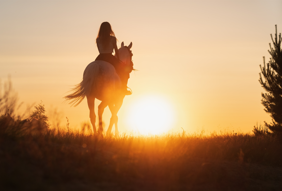 Horse Dreams