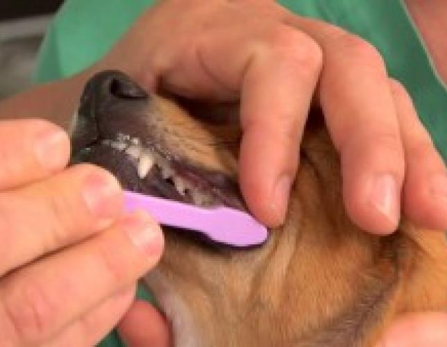 Did You Brush Your Pet’s Teeth Today? Why Not?!