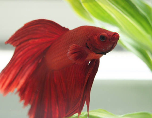 Betta Fish 101!