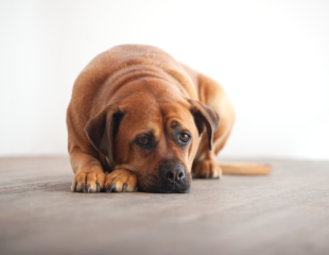 Over-the-Counter Medications for Anxiety in Dogs