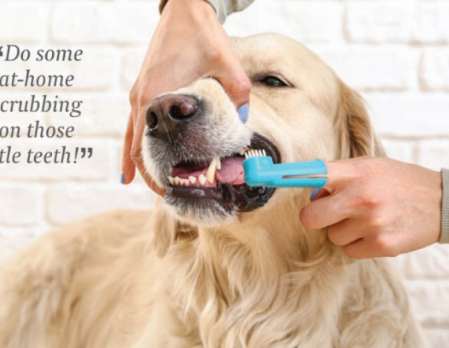 The Rising Costs of Pet Health Care